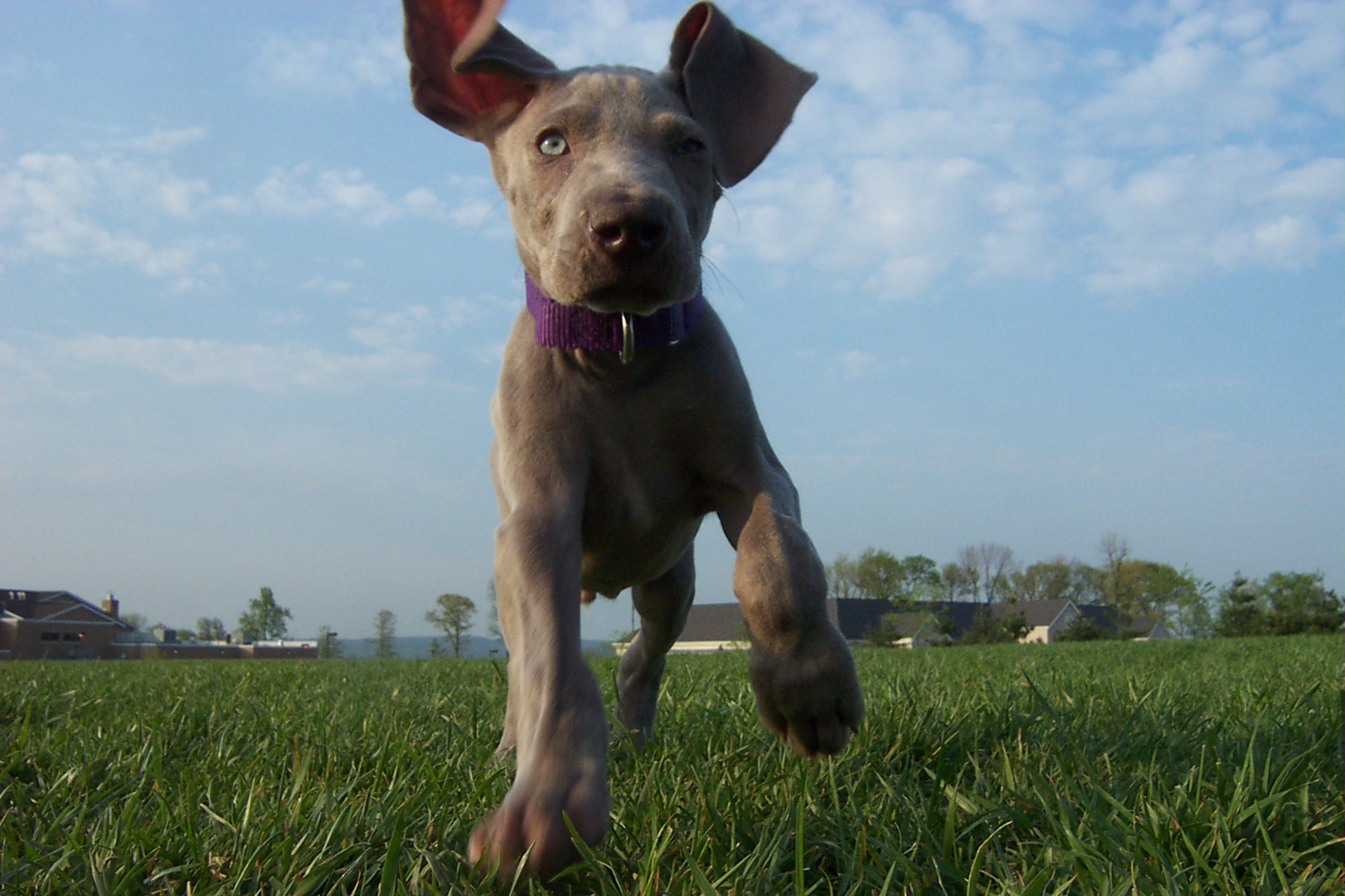 puppyd.jpg
