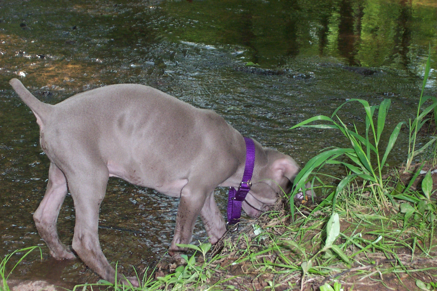 puppyp.jpg