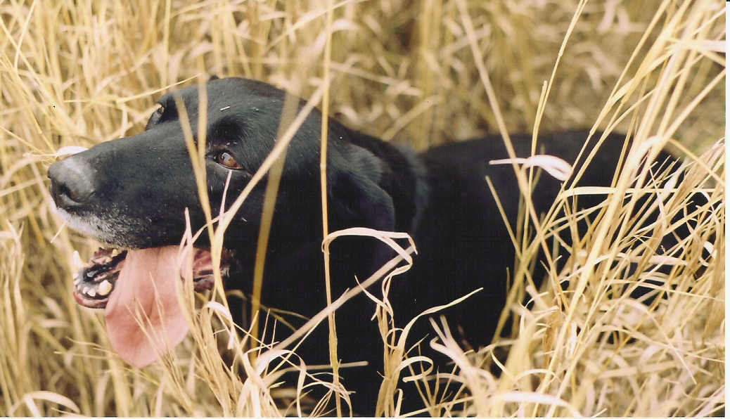 blackdog.jpg