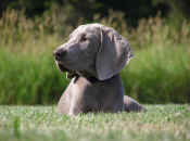 rudya.jpg (206825 bytes)