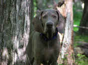 rudyb.jpg (262205 bytes)