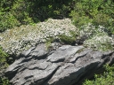 flowers-and-rocks.jpg